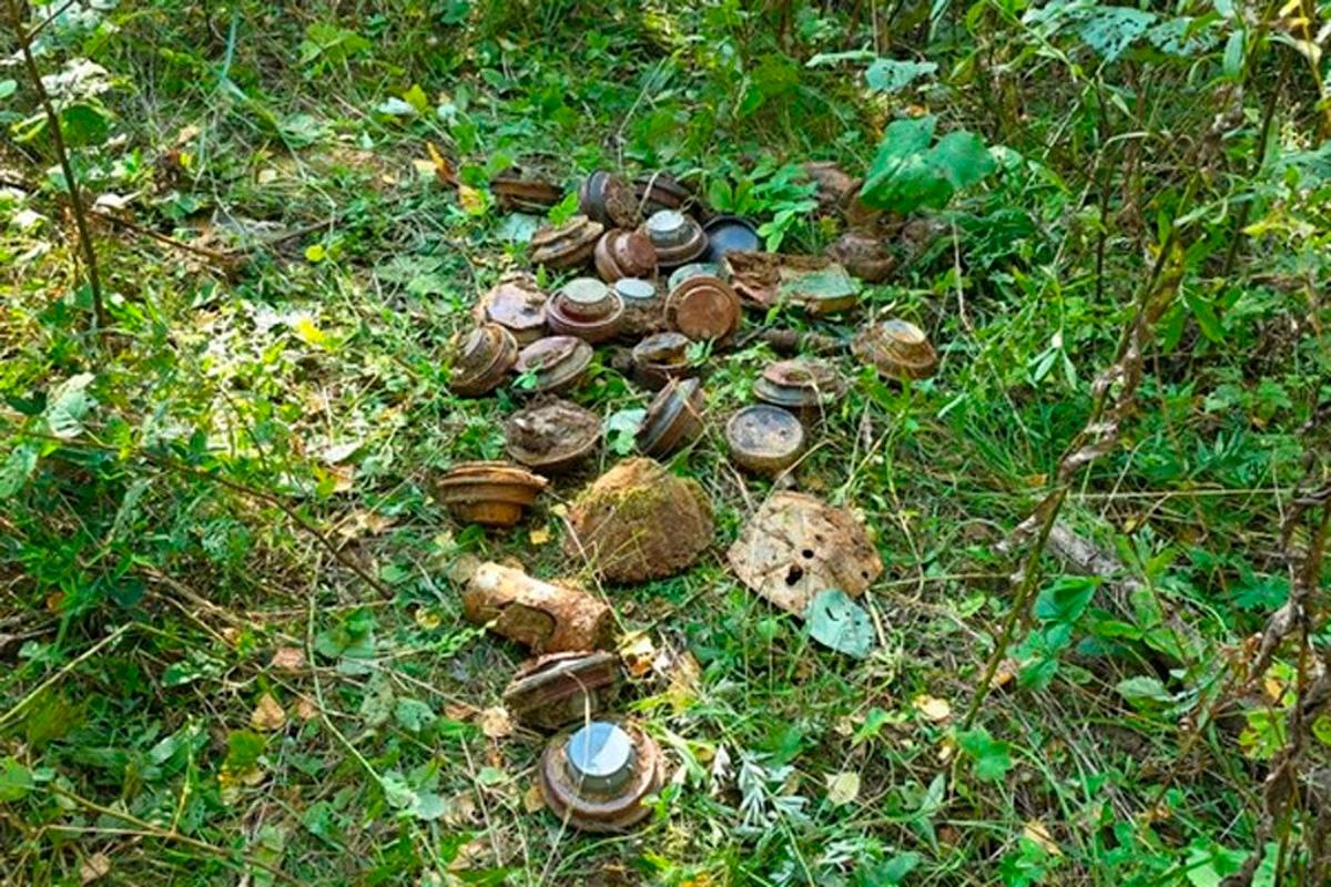 Под Вологдой в лесу нашли более 30 мин