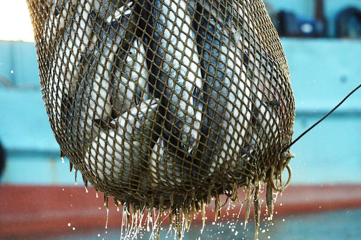 Россия ответит Норвегии за запрет промысла для судов