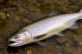 Сезон кеты открыт: на Сахалине утвердили сроки лососевой путины