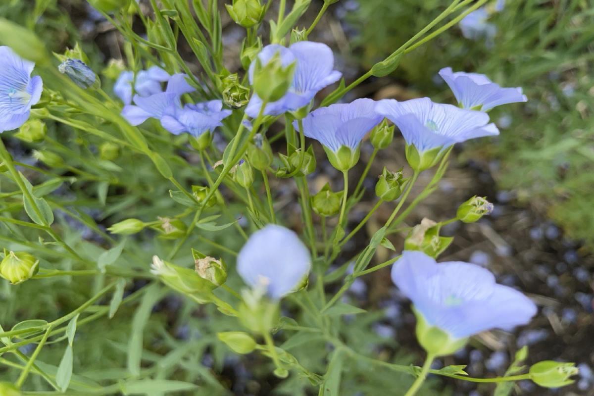 В Оренбуржье выявили применение запрещенного инсектицида при обработке семян льна