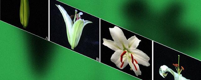Китайские биологи выявили ответственные за аромат лилий гены