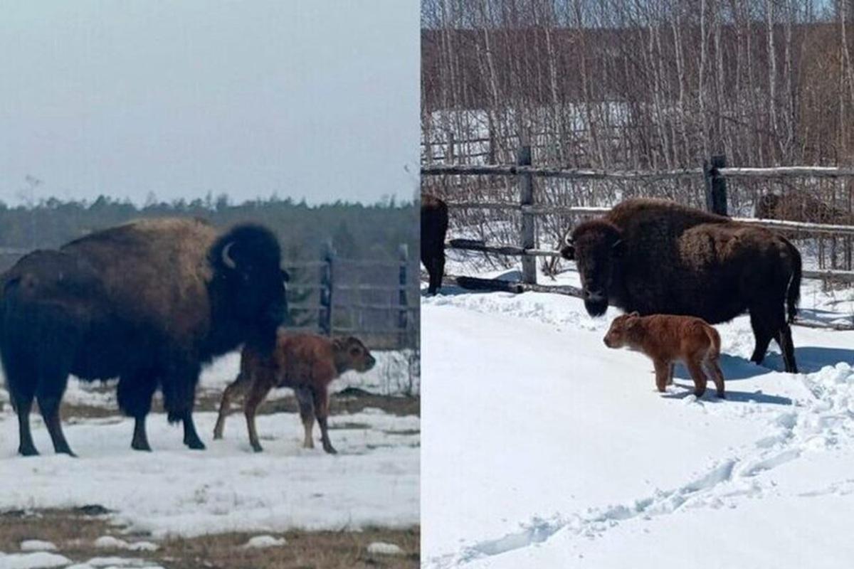 В якутских питомниках родились редкие лесные бизоны