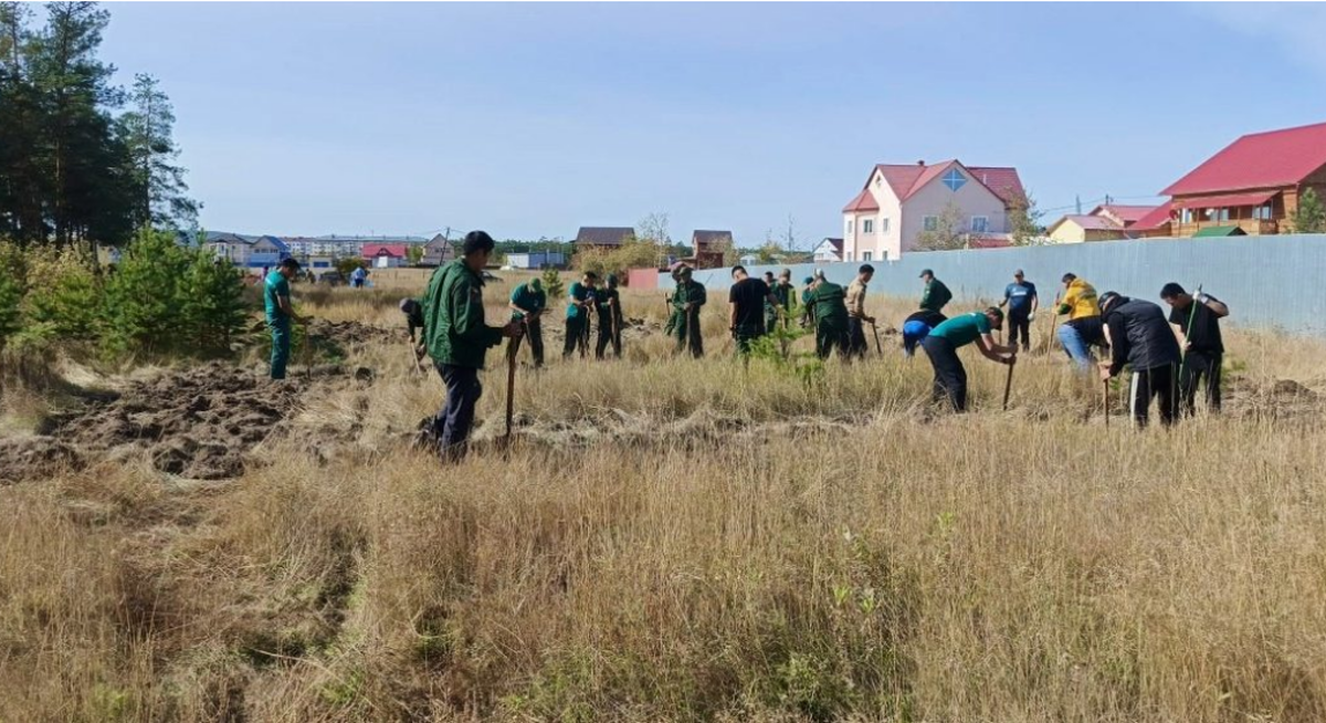 В Якутске из сосновых саженцев создадут надпись «Победа-80»
