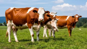 Из-за новых правил содержания КРС фермеры в Астраханской области оказались на грань выживания