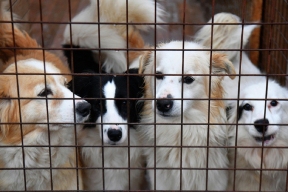 Приют для бездомных собак в Шумерле построят в два этапа