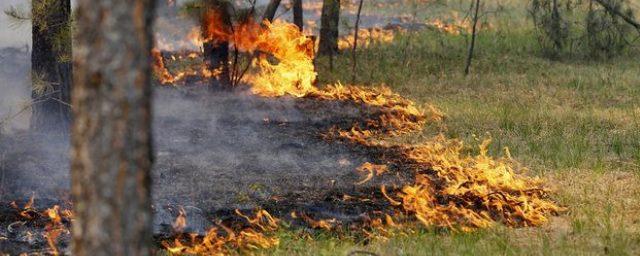 На Смоленщине заработала «прямая линия» по борьбе с лесными пожарами