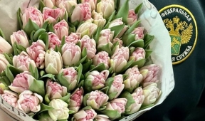 К женскому дню в Свердловскую область завезли более 630 тонн импортной цветочной продукции