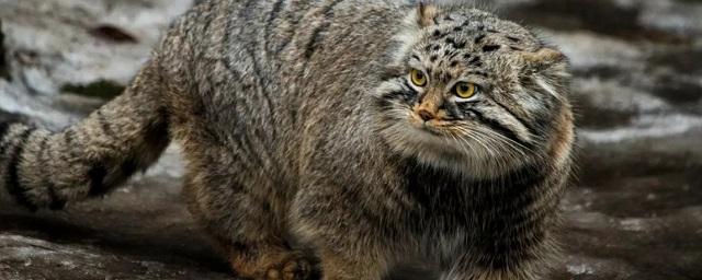 Cat News: зоологи впервые обнаружили следы пребывания манулов на Эвересте