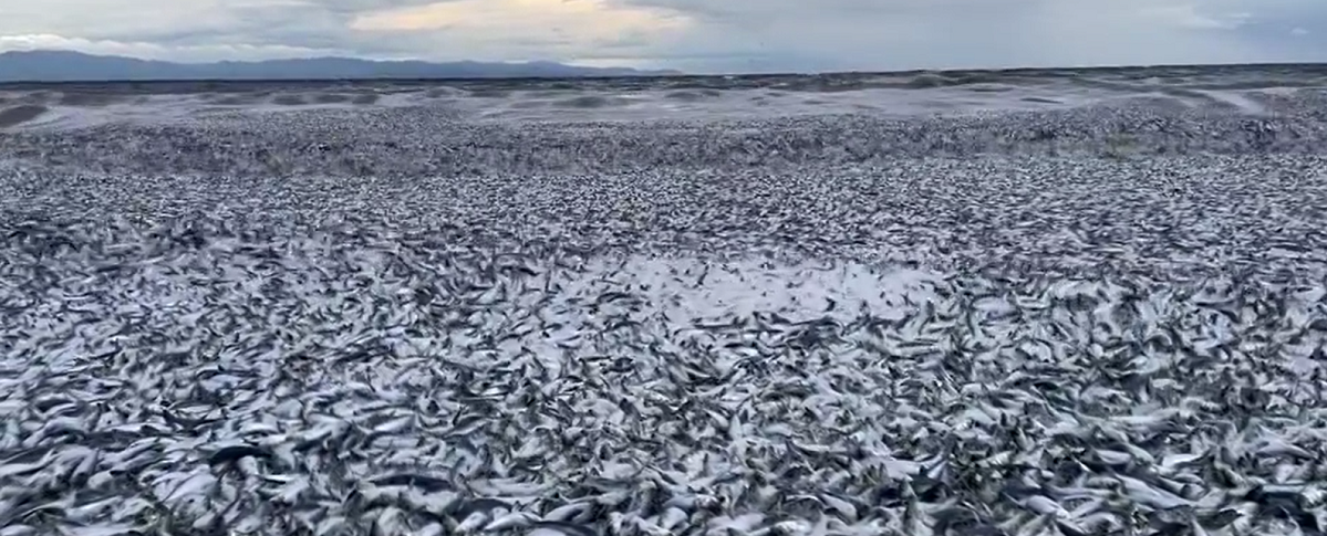 На берега Японии были выброшены тысячи рыб