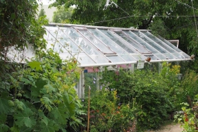 Тайное стало явным: житель Коврова попался на выращивании «запрещенки» на дачном участке