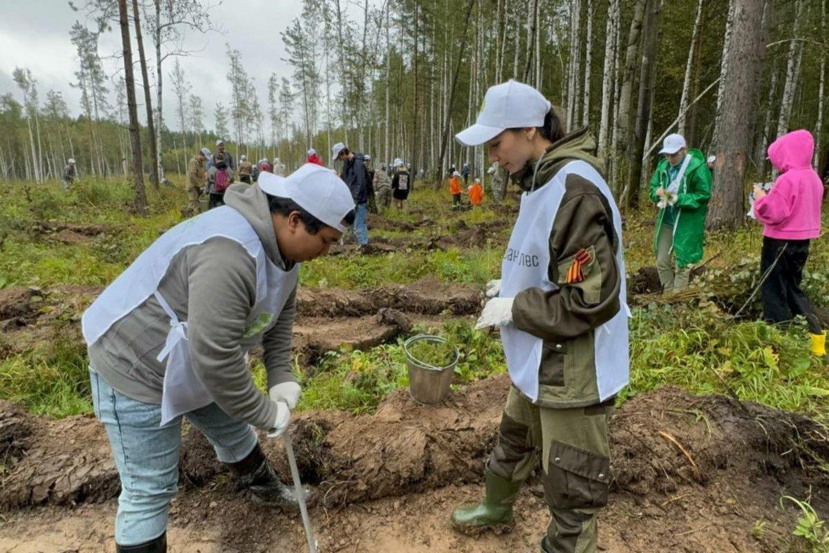 В ходе акции «Сбережём лес» в Свердловской области высадили 5,6 тыс. хвойных деревьев