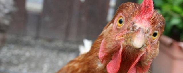 В Саратовской области введен карантин из-за болезни Ньюкасла у птиц