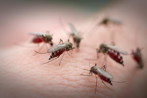 Укусы комаров помогают инфекциям быстрее распространяться