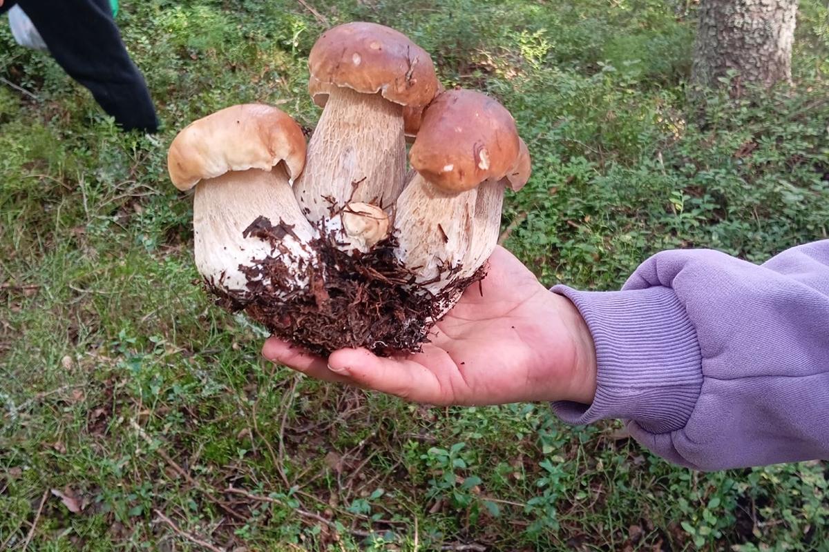 Грибники в Тверской области собирают белые грибы вёдрами в Торжокском округе