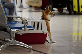 Красноярцам напомнили, какие документы нужны питомцам для путешествия за границу