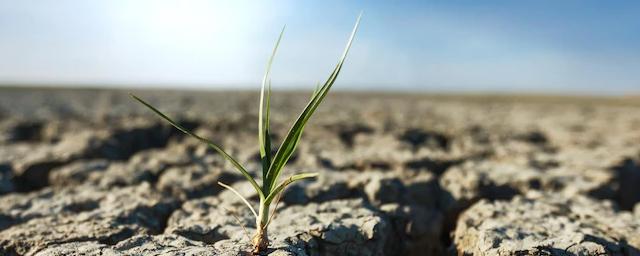 Drought is expected in some areas of Kazakhstan