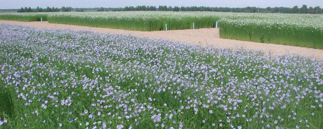 Немецкая компания планирует выращивать лен в Калининградской области