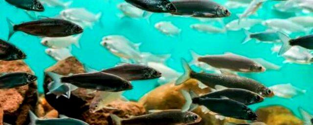 Ученые университета Вирджинии: из-за потепления воды рыбы Антарктики впадают в панику