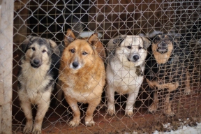 В Новотроицке сделали приют для животных, спасённых из домов Орска