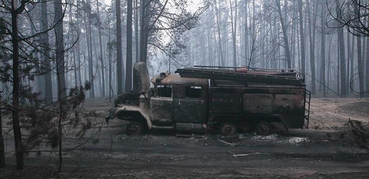Объем незаконных вырубок леса в Приморье уменьшился на 20%
