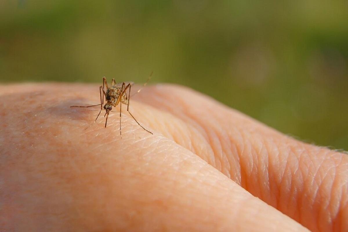 Комары и мошка больше не посмеют укусить. Эти пять народных средств лучше покупных - проверено