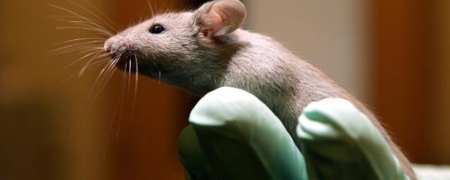 Ученые Китайской академии наук: стелс-омикрон мог появиться из-за мышей
