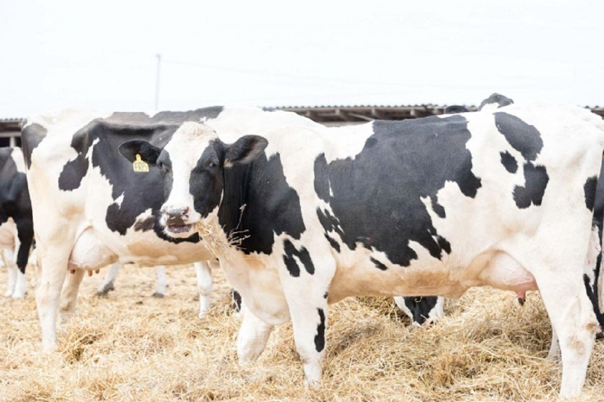 В НСО обнаружили очаг бешенства