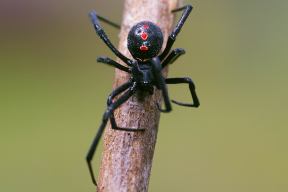 Зоолог Тихонов рассказал жителям Ростовской области, где можно встретить паука каракурта