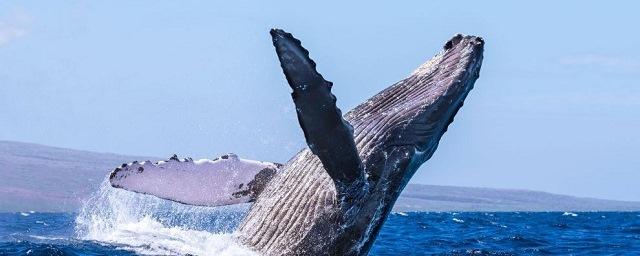 Рыбаки из Нью-Джерси сняли на видео напугавшего их горбатого кита