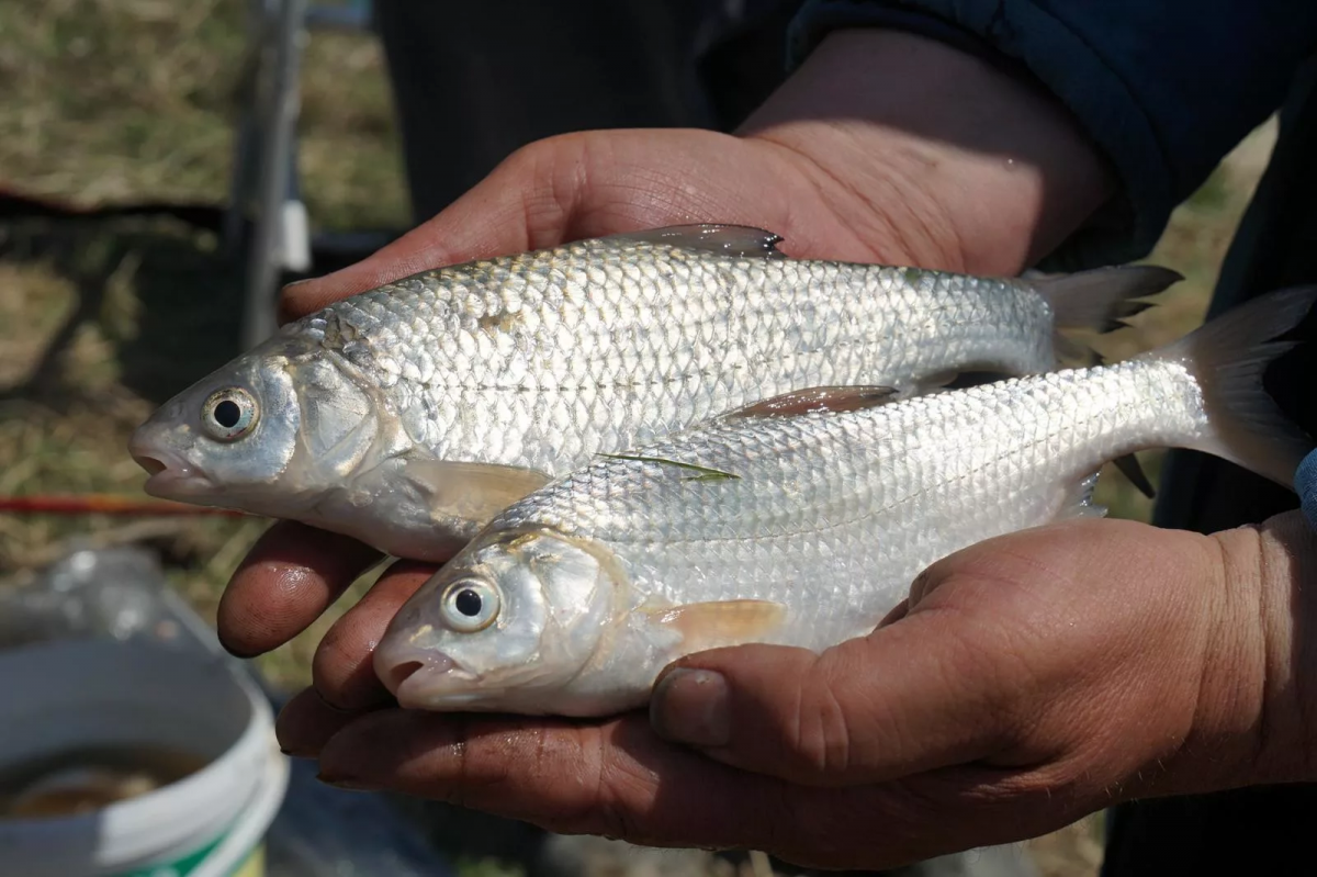 Астраханские власти разъяснили новые правила рыбалки
