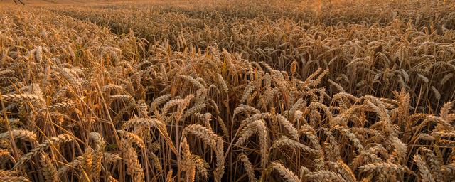 Reuters: Egypt terminates contracts to buy 240,000 tons of wheat from Ukraine