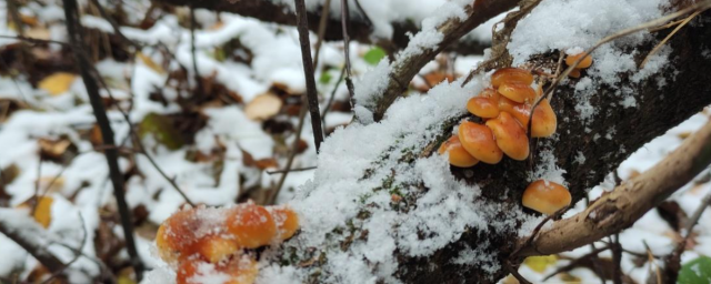 В Новосибирской области грибники собирают опята под снегом
