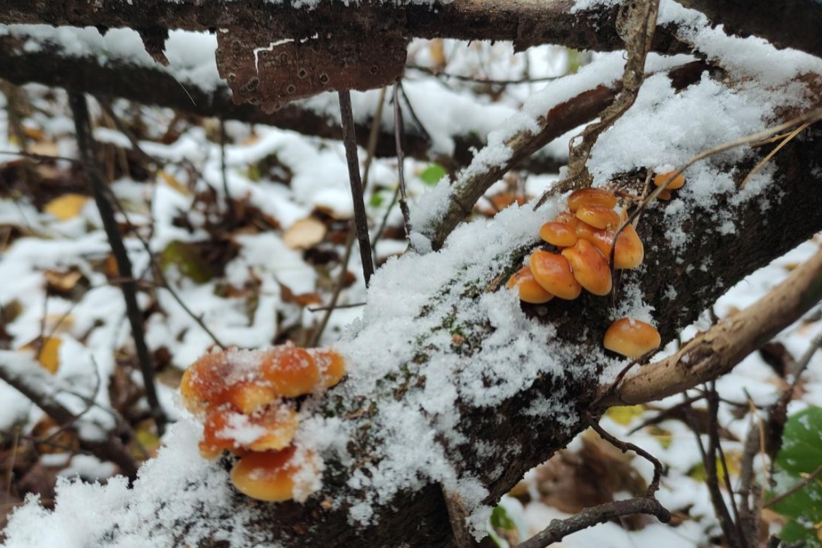 В Новосибирской области грибники собирают опята под снегом