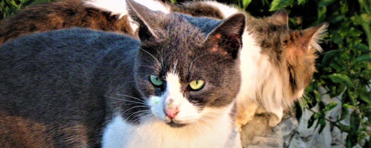 В Британии жители деревни пожаловались на радиоактивных кошек