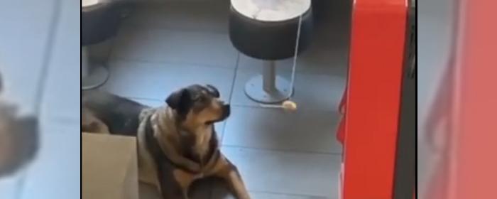 В Новосибирске полицейские пытались выманить пса из KFC курочкой на веревке - видео