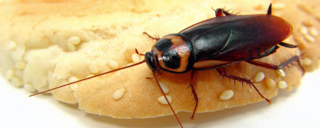 Новосибирец увидел таракана на полке с булками в элитном супермаркете