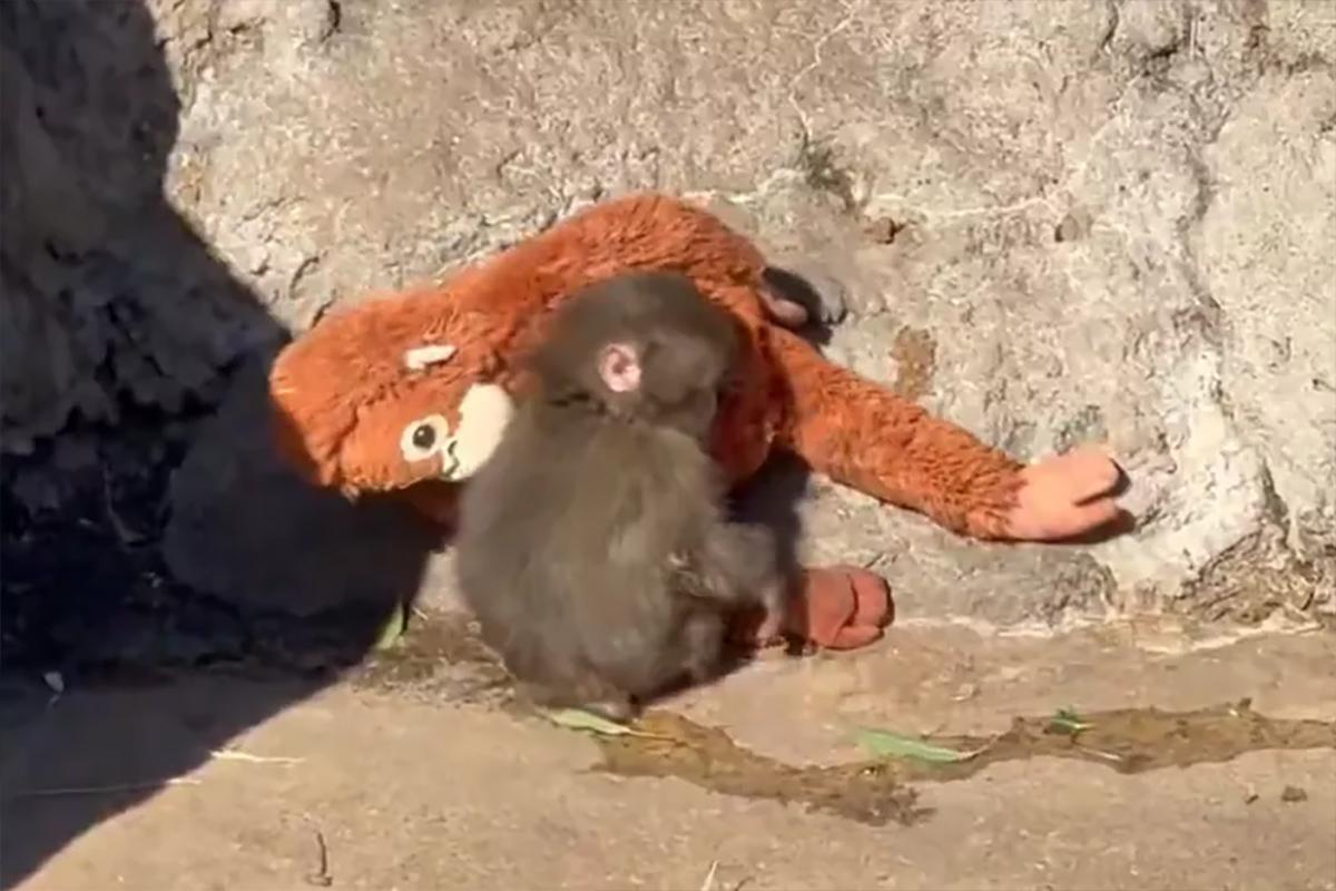 Брошенный матерью макака Панти наконец принят в стаю — игрушка больше не единственный источник тепла