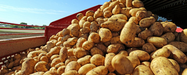 Минсельхоз РФ начал выводить на новый уровень поддержку производителей картофеля и овощей