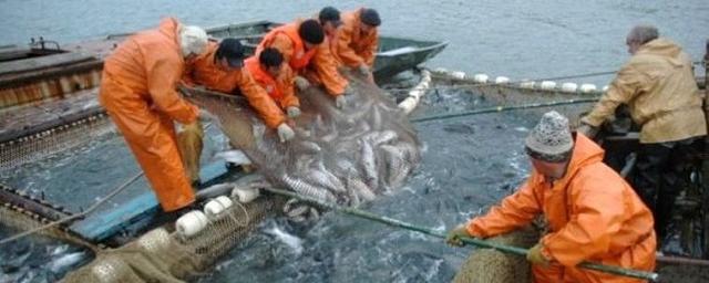 8,4 тысячи тонн лососевых планируют добыть на Чукотке в этом году
