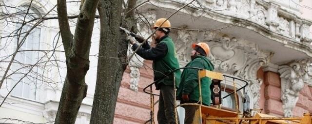 В Иркутске приступили к весенней санитарной обрезке деревьев