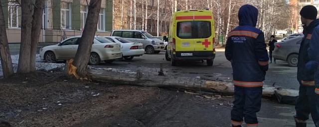 На жителя Барнаула упало дерево: мужчина скончался на месте
