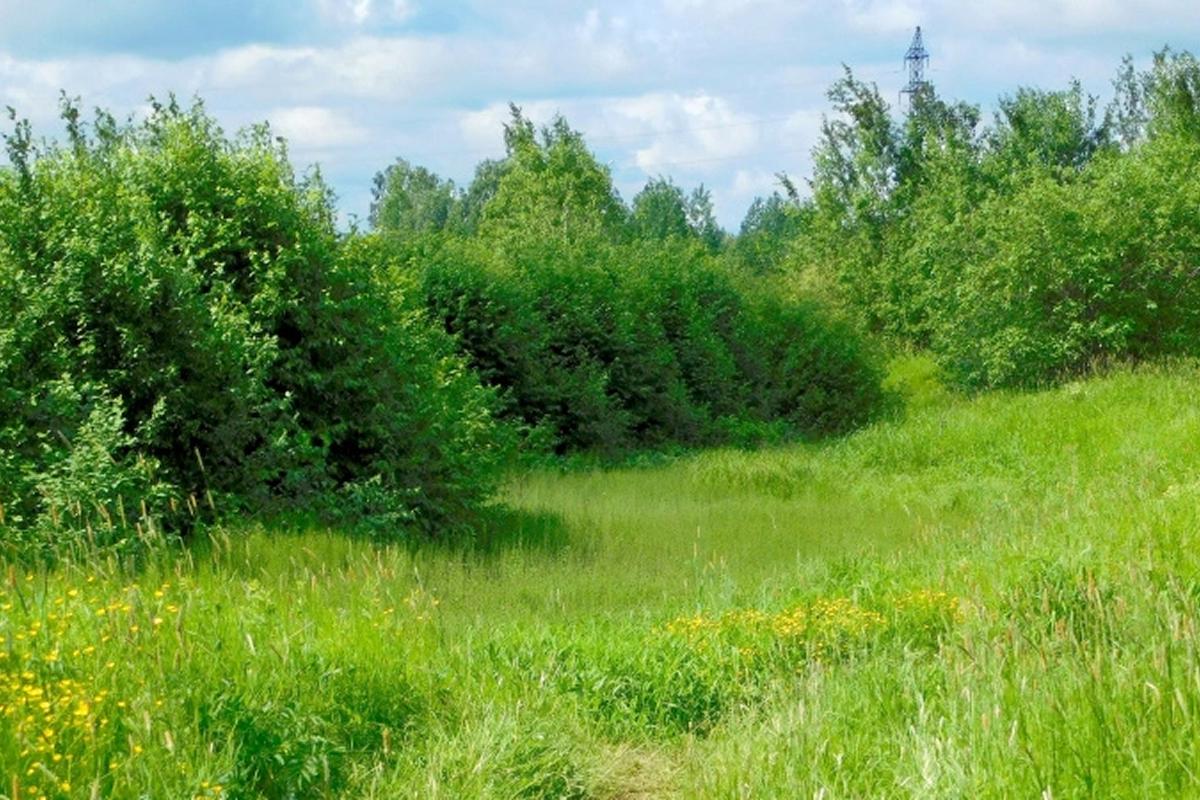 В Коми в 2024 году зафиксировали тектоническое землетрясение