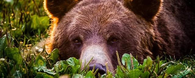 В Бурятии сотрудник МУП напугал начальство медведями и украл более 150 тысяч рублей