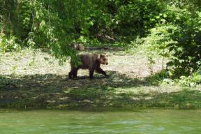 Man in Vilyuchinsk helped children to escape from a bear