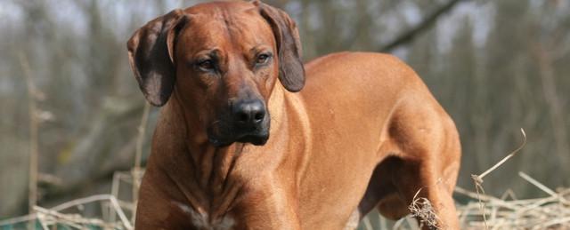 В Подмосковье суд обязал хозяев выселить собаку из квартиры