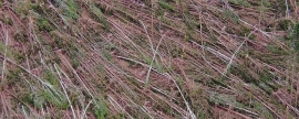 В Смоленской области ураган повалил около 250 гектаров леса