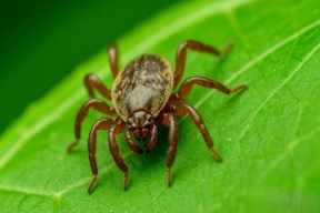 Роспотребнадзор оценил ситуацию с нападением клещей на жителей Карелии