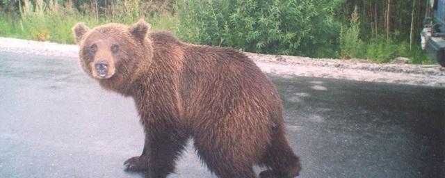 В Хабаровске полиция проводит проверку по факту выгула медведя