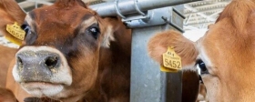 БАДы для коров начали производить в Воронежской области