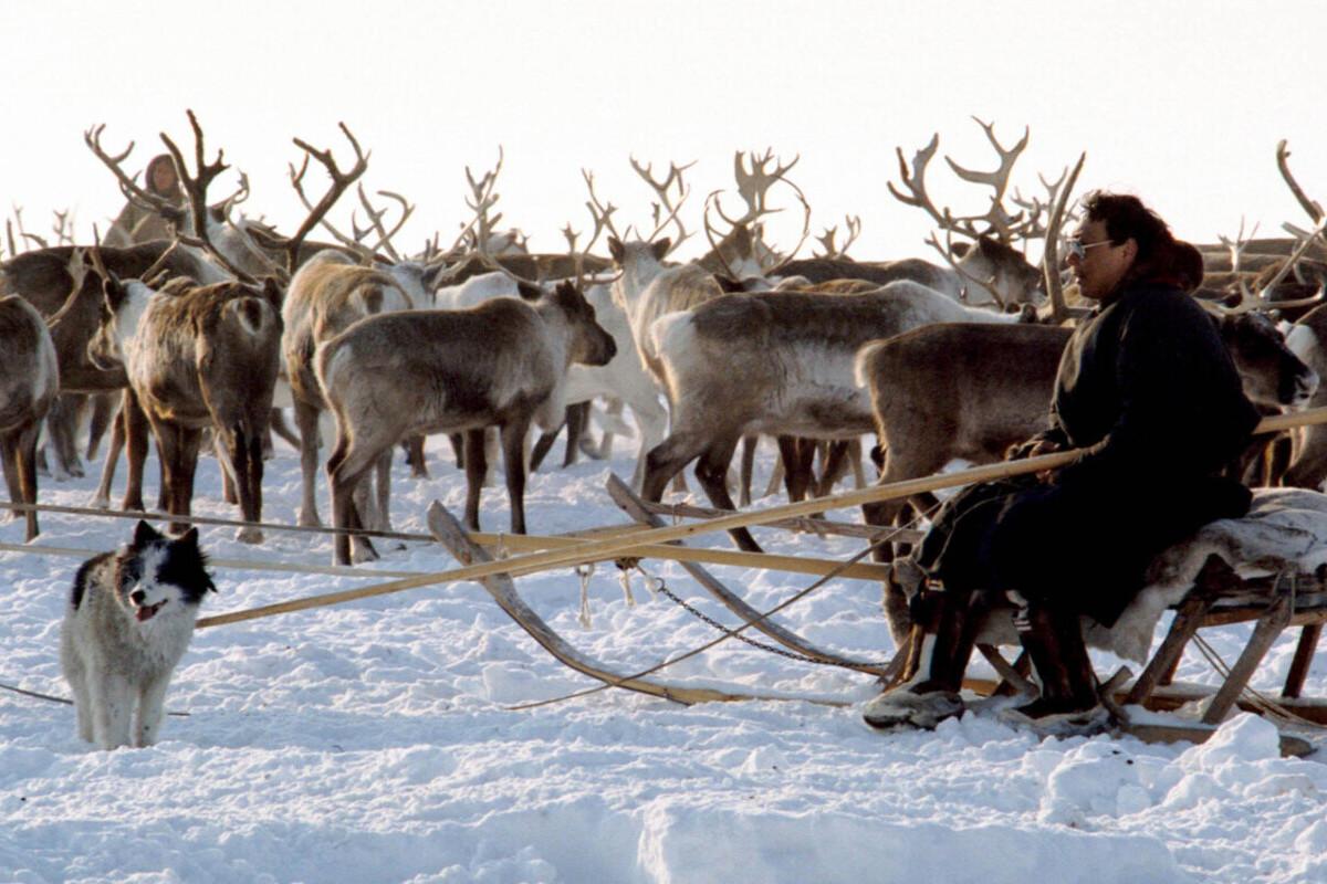 В НАО распределили субсидии на транспортные расходы по доставке оленины